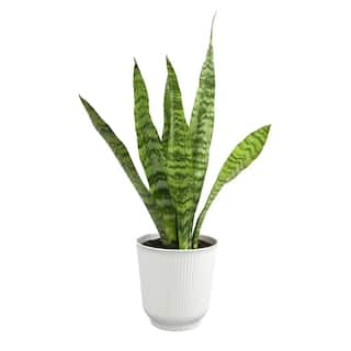 ALTMAN PLANTS Decorative Snake Plant Gift (Sansevieria Zeylanica) Variegated Houseplant in 4.25 in. White Pot 0873205