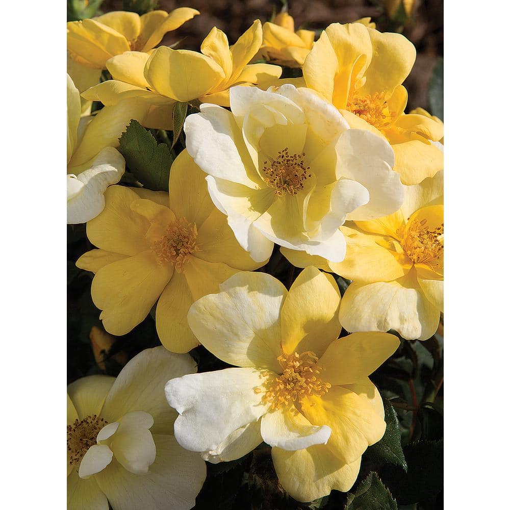 KNOCK OUT 3 Gal. Sunny Knock Out Rose Bush with Yellow Flowers 11892