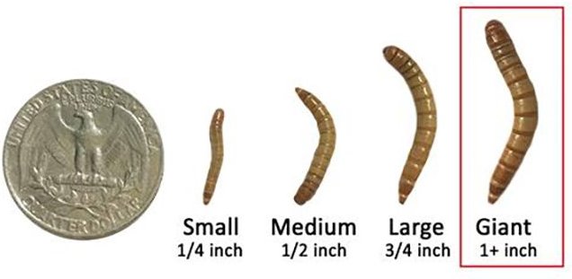 Exotic Nutrition Live Mealworms