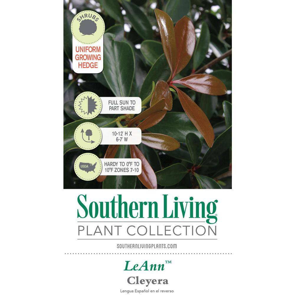 SOUTHERN LIVING 3 Gal. Leann Cleyera - Live Mid-Sized Evergreen Shrub Glossy Foliage 54983