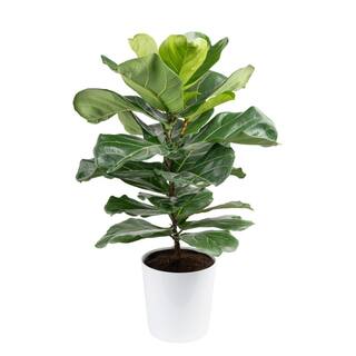 Costa Farms 10 in. Fiddle Leaf Fig Indoor Plant in White Planter Avg. Shipping Height 2-3 ft. Tall CO.FLI10.3.SGWHT