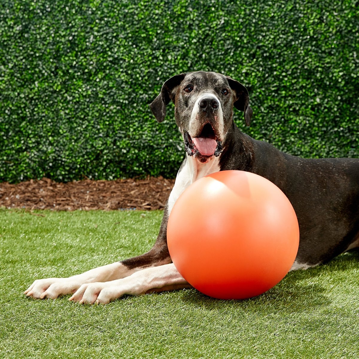 The Virtually Indestructible Ball Dog Toy， Color Varies