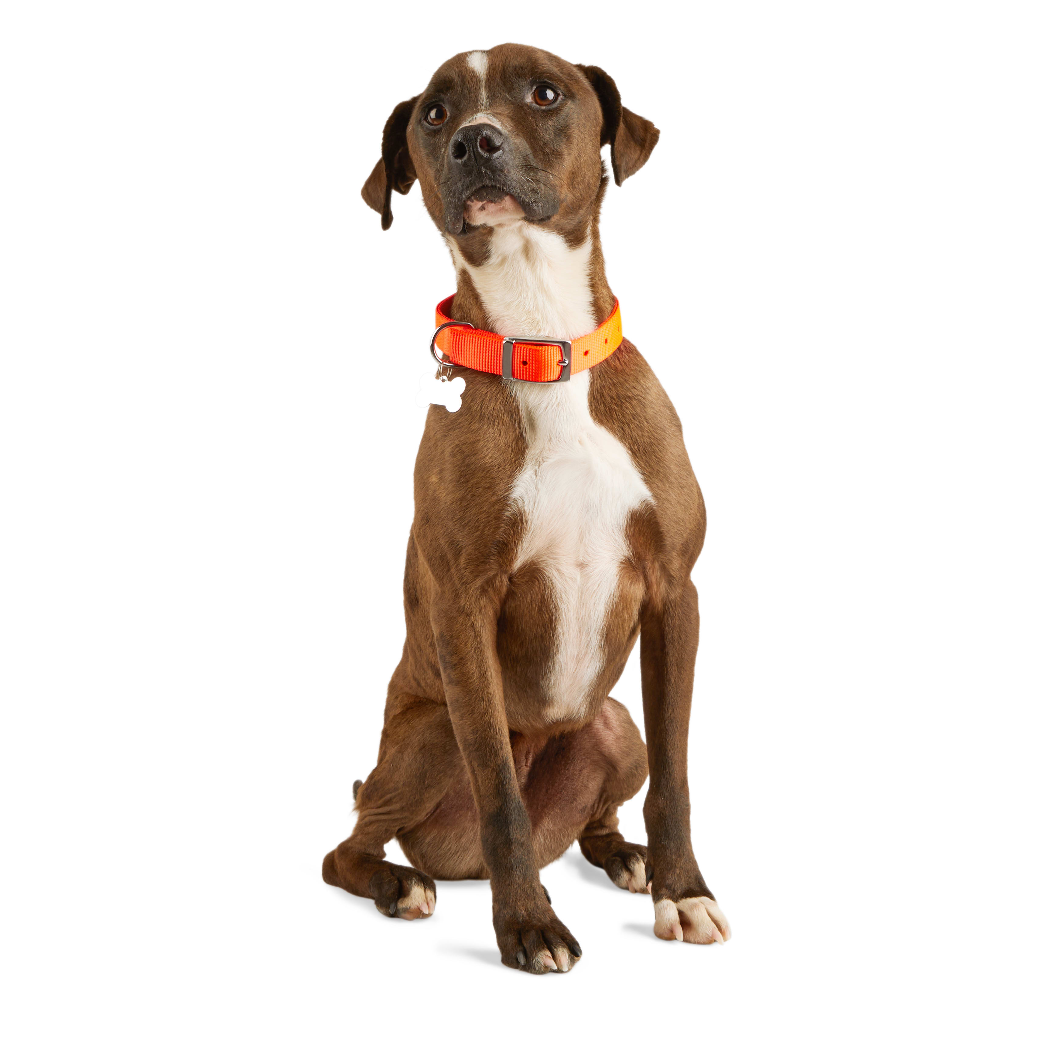 YOULY Bright Orange Reflective Dog Collar， Medium