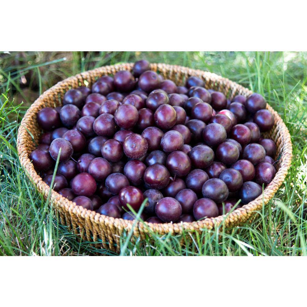 Online Orchards 4-in-1 Cherry Jubilee Tree Bare Root CBCH004