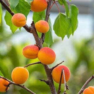 5 Gal. Superb Apricot Tree APRSUP05G