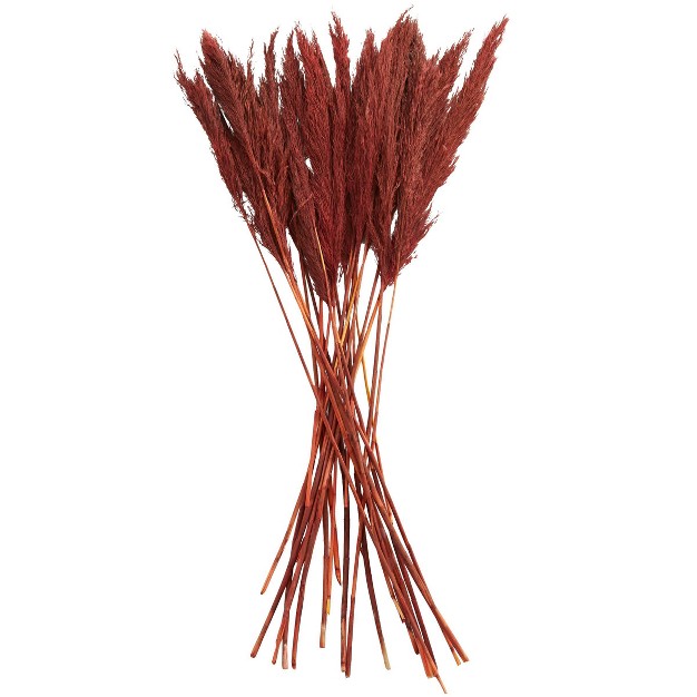 35 x27 x27 X 2 x27 x27 Dried Plant Pampas Natural Foliage With Long Stems Red Olivia amp May