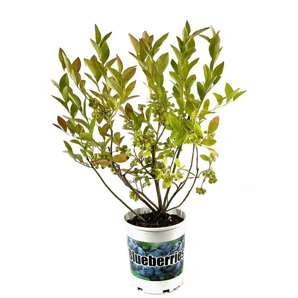 2.5 qt. Toro Blueberry Live Plant with Large Sweet Berries O893701