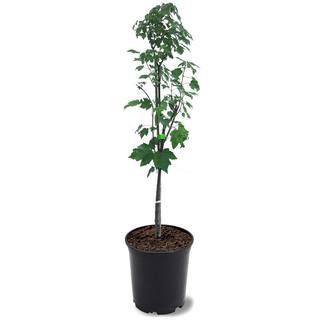 1 Gal. Red Deciduous Maple Tree MAPRED01G