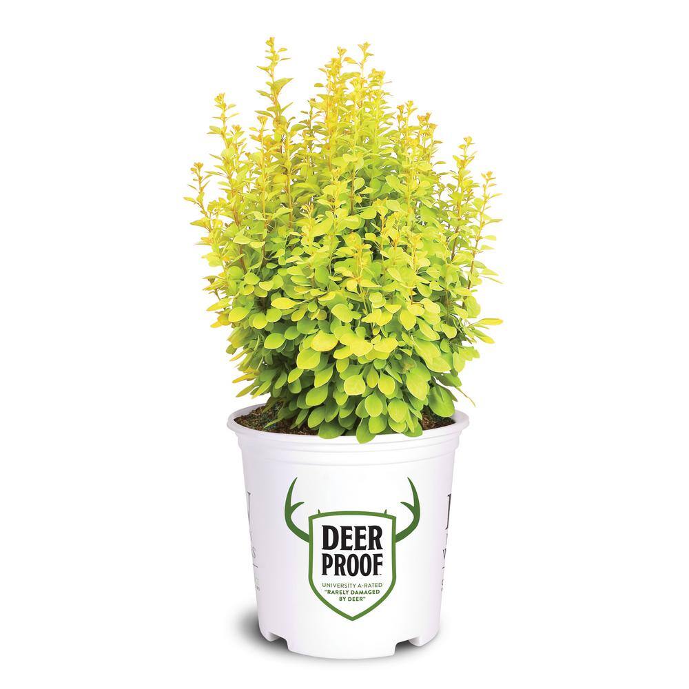 Proven Winners 2 Gal. Sunjoy Gold Pillar Barberry Shrub with Vivid Gold Foliage 14764