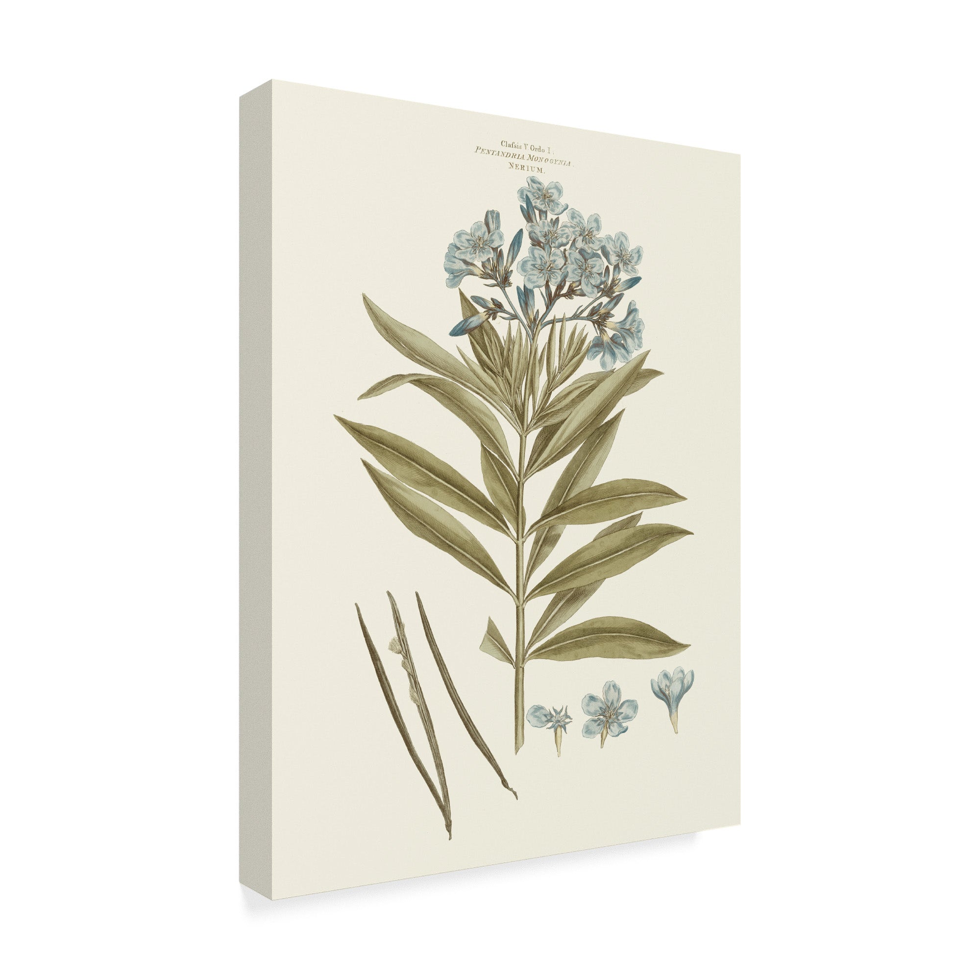 Trademark Fine Art 'Bashful Blue Florals III' Canvas Art by John Miller