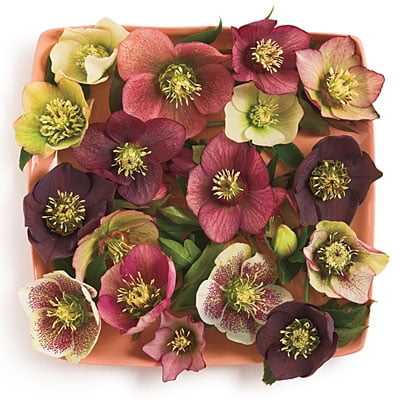 3 Live Hellebore Plants - Mixed Lenten Rose / Hellebore in 2 Inch Pots - Perennial， Winter-Blooming - Great for Cut Flowers - Helleborus x hybridis