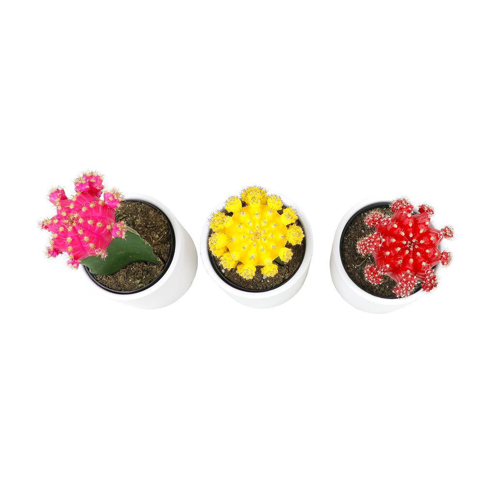 ALTMAN PLANTS 2.5 in. Assorted Grafted Cactus 3-Pack in White Glazed Clay Pot 0872545