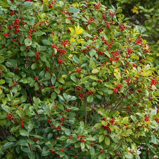 Spring Hill Nurseries 4 in. Pot Winter Red Winterberry (Ilex) White Flowers Give Way to Red Berries Live Deciduous Plant 67457