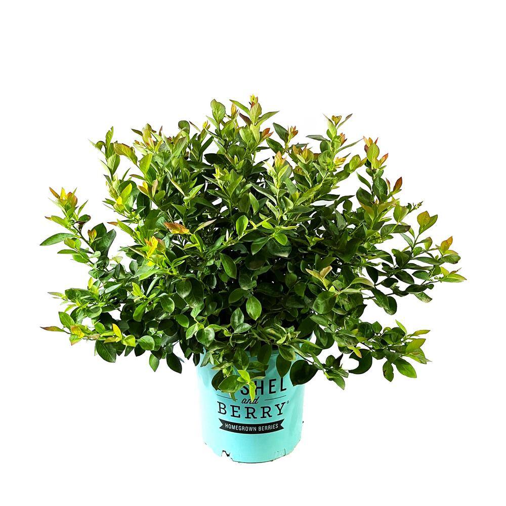 BUSHEL AND BERRY 2 Gal. Bushel and Berry Silver Dollar Blueberry Live Plant with Sweet Pineapple Flavored Berries O891402