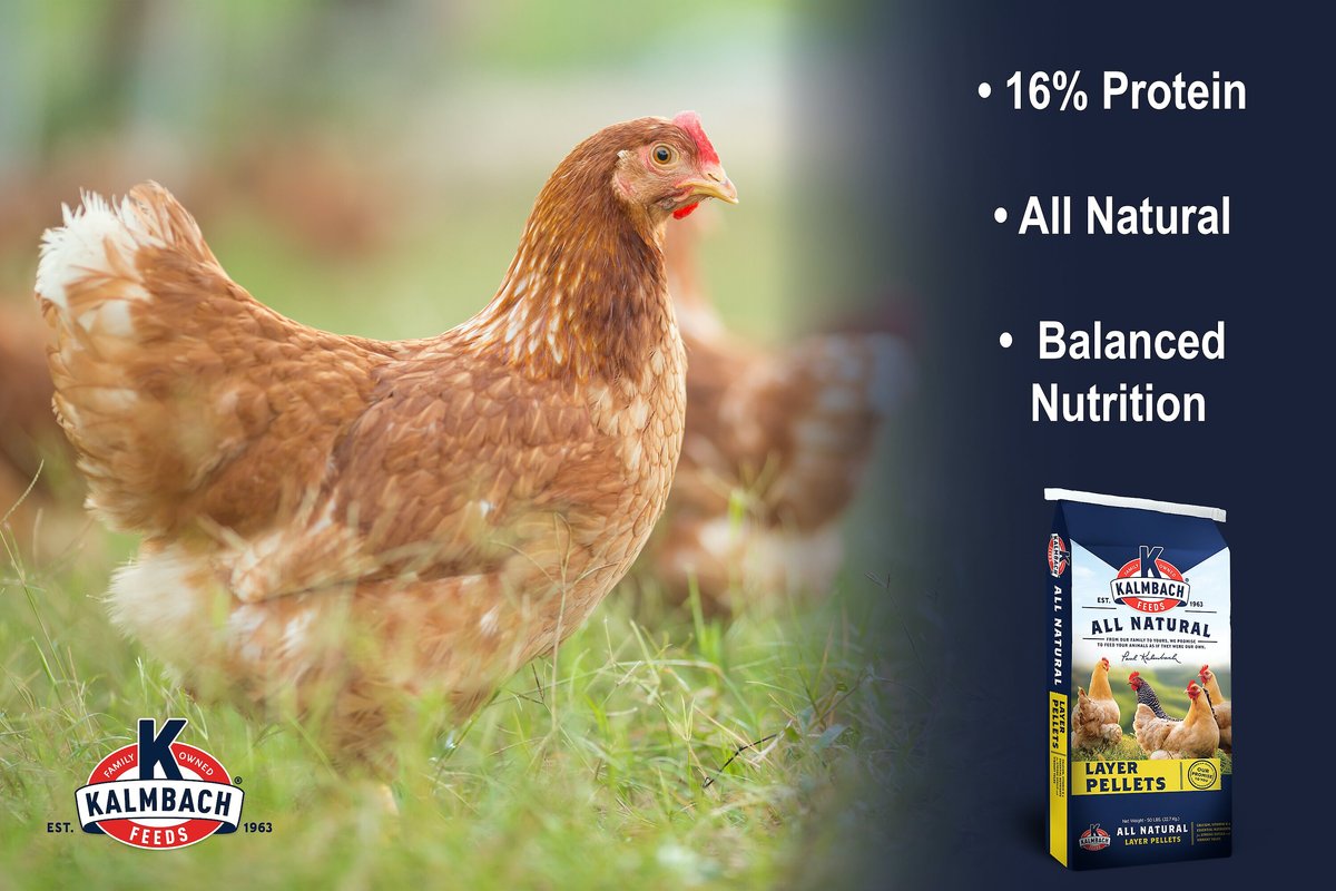 Kalmbach Feeds 16% All Natural Layer Pellets Chicken Feed， 50-lb bag