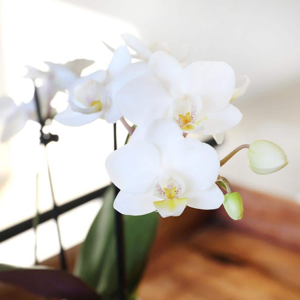 Just Add Ice Orchid (Phalaenopsis) Mini White with Yellow Throat Plant in 2-12 in. White Ceramic Pottery J5001