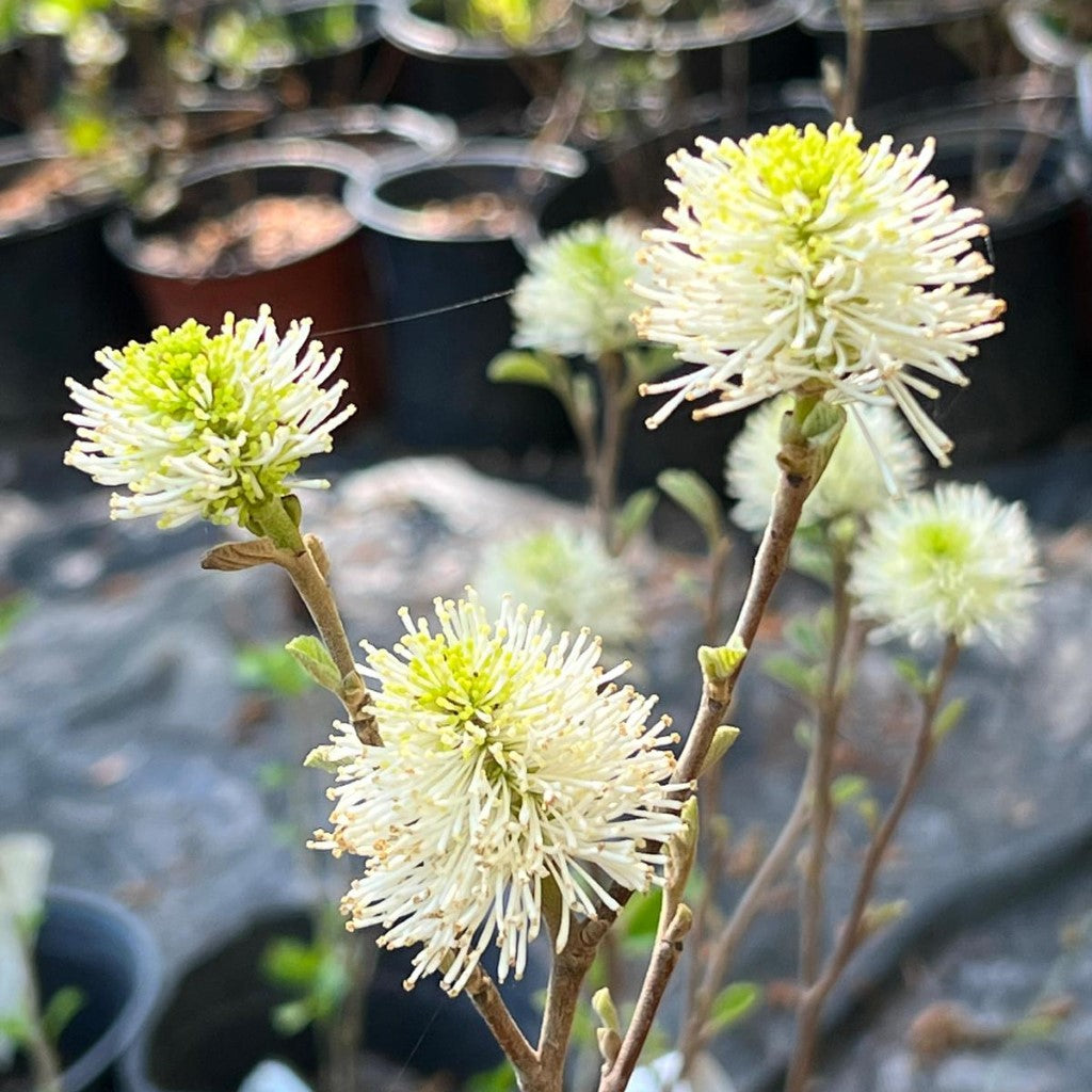 Mount Airy Fothergilla