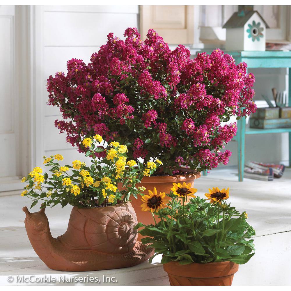 Vigoro 2 Gal. Berry Dazzle Crape Myrtle Dwarf Live Shrub (Lagerstroemia) with Fuchsia Purple Flowers Decidous 11315