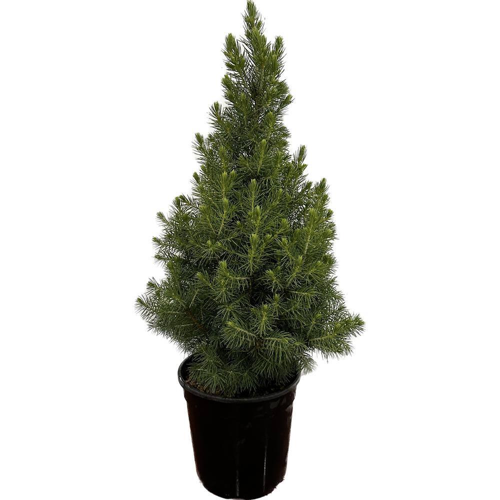 2.5 qt. Dwarf Alberta Spruce Live Evergreen Tree 585001