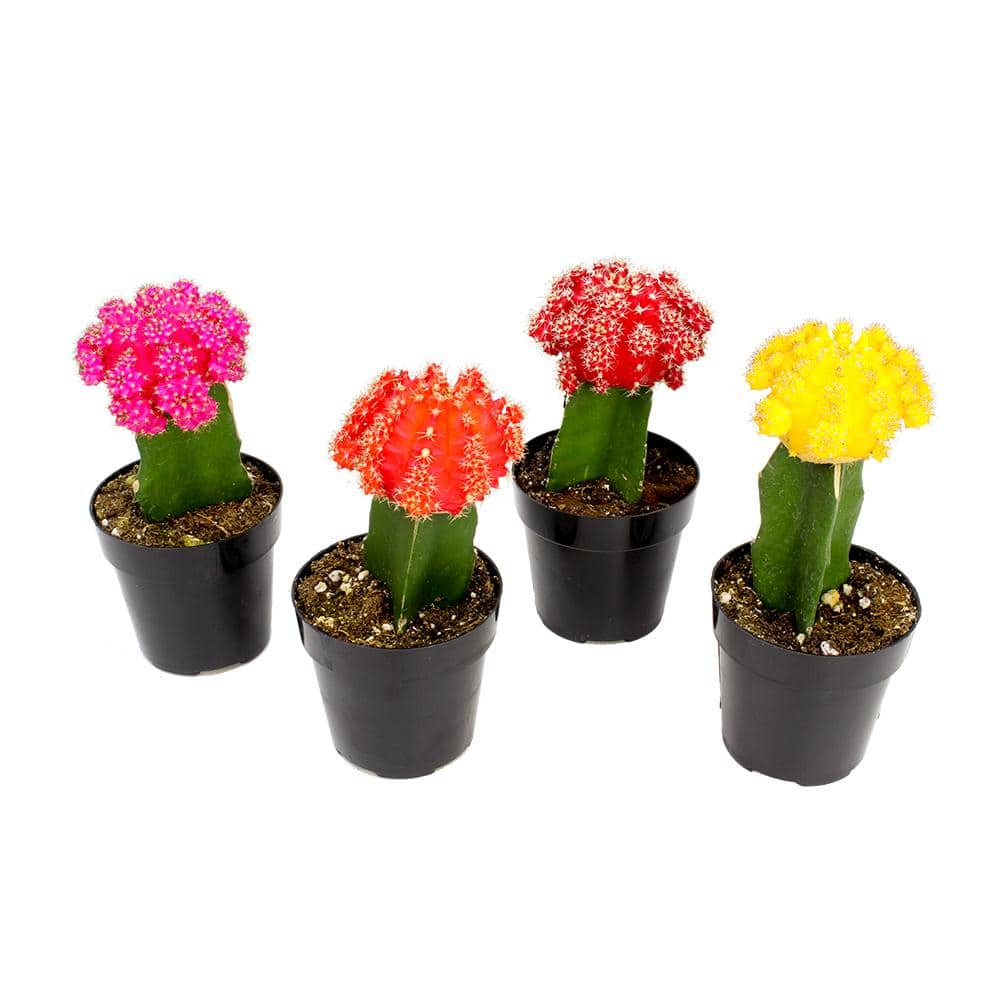 SMART PLANET 2.5 in. Grafted Cactus Plant Collection (4-Pack) 0880049