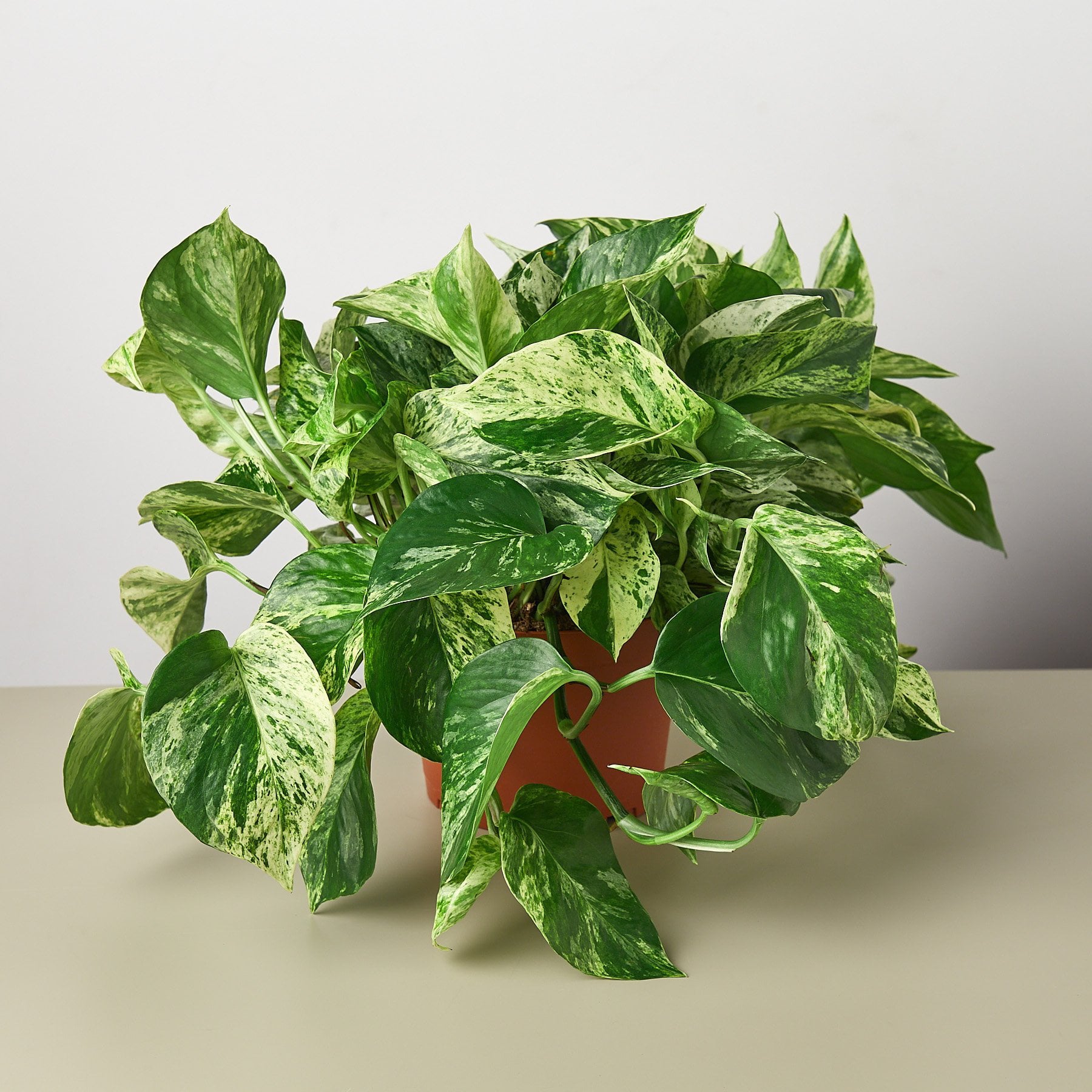 Pothos 'Marble Queen' - 6