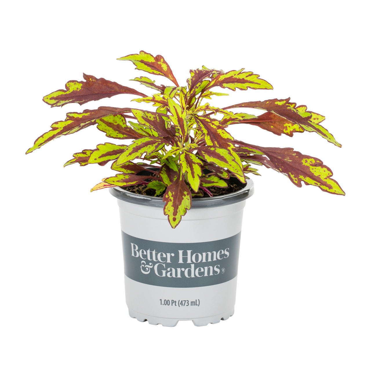 Better Homes and Gardens 1PT Multicolor Coleus Annual Live Plants (6 Pack) with Grower Pot