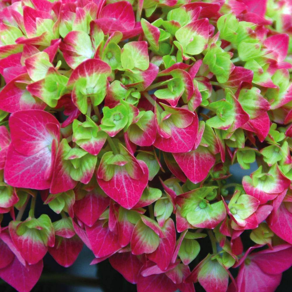 national PLANT NETWORK 4 in. Lime Lovebird Hydrangea Shrub with Green-Pink-Blue Flowers (4-Piece) HD4018