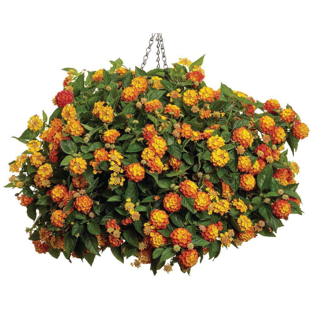 PROVEN WINNERS 4.25 in. Eco+Grande Luscious Basket Tangelo (Lantana Camara) Live Plant OrangeYellow Flowers (4-Pack) LANPRW4007504