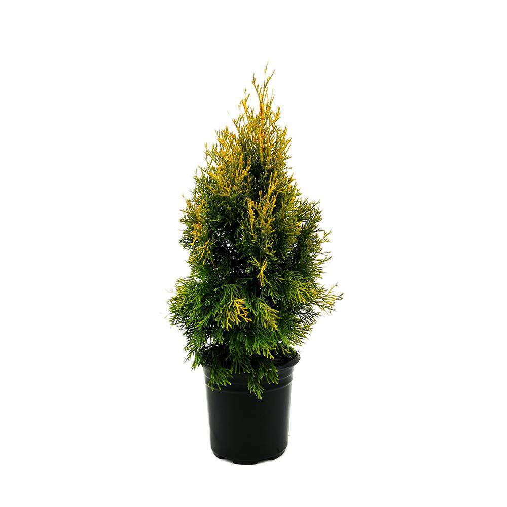 2.5 Qt. Janed Gold Arborvitae Evergreen Shrub With Bright Yellow Foliage (1 each #1 Pot) O883101