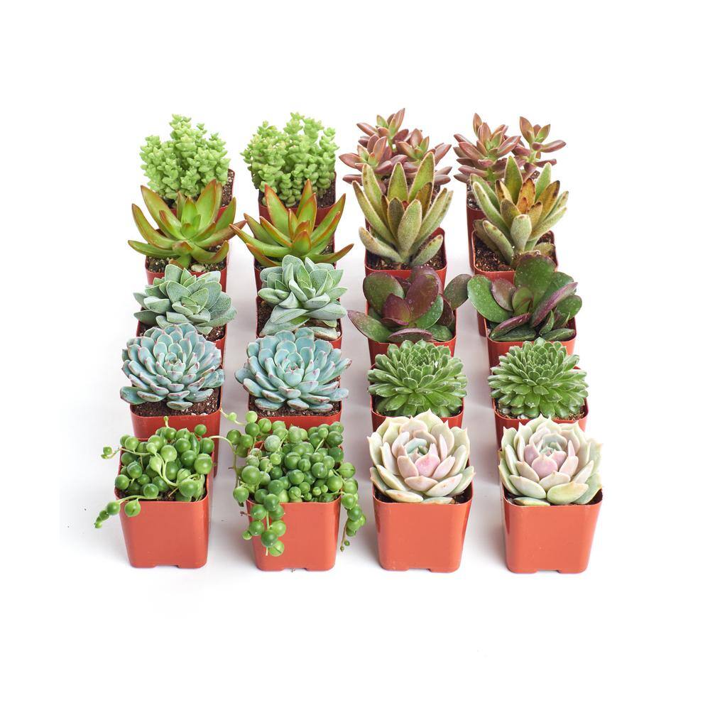 Shop Succulents 2 in. Assorted Succulent (Collection of 20) A20