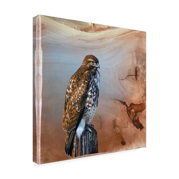 Trademark Fine Art jim Brune x27 redtail Hawk x27 Canvas Art