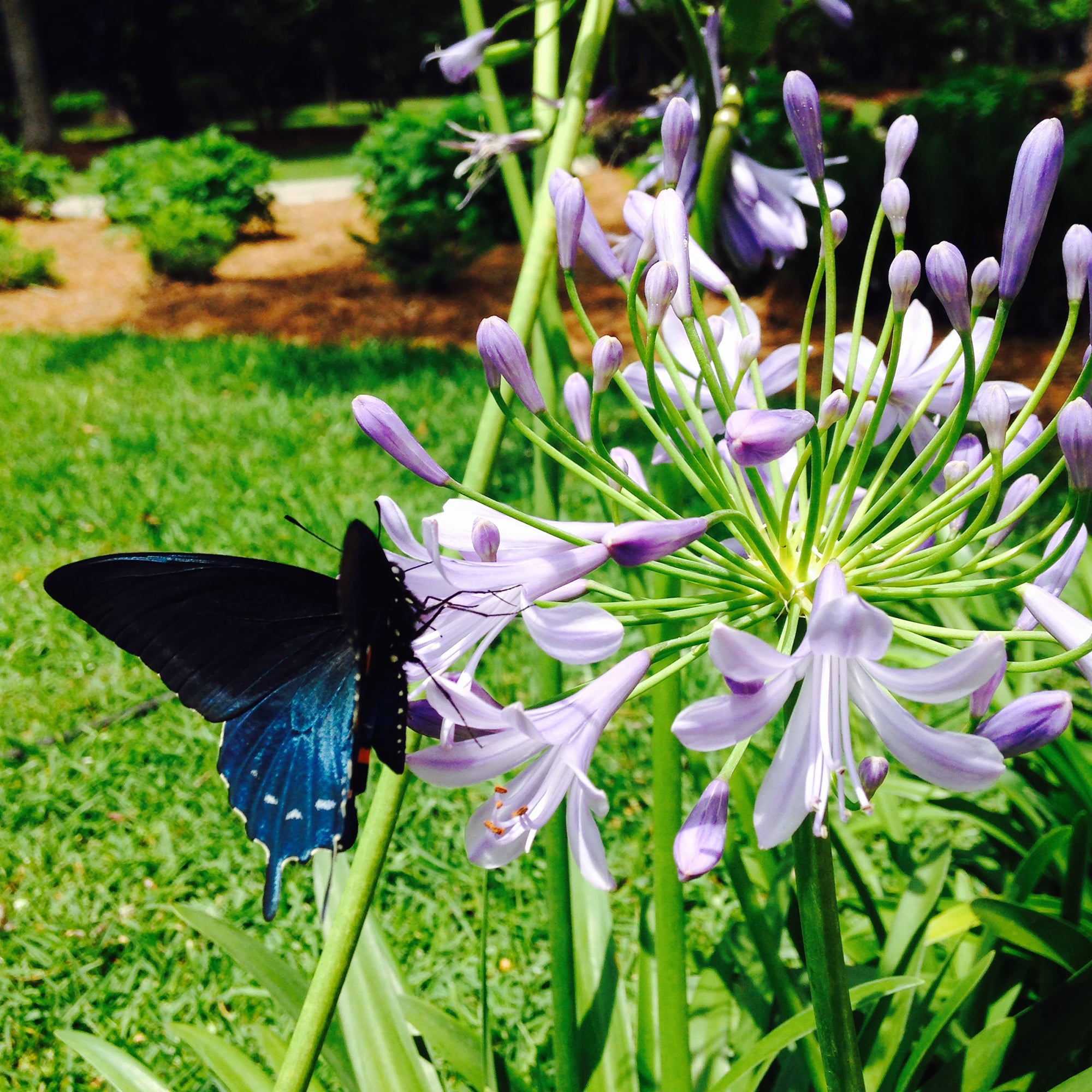 1 Gal. Blue Agapanthus - Lily of the Nile - Evergreen