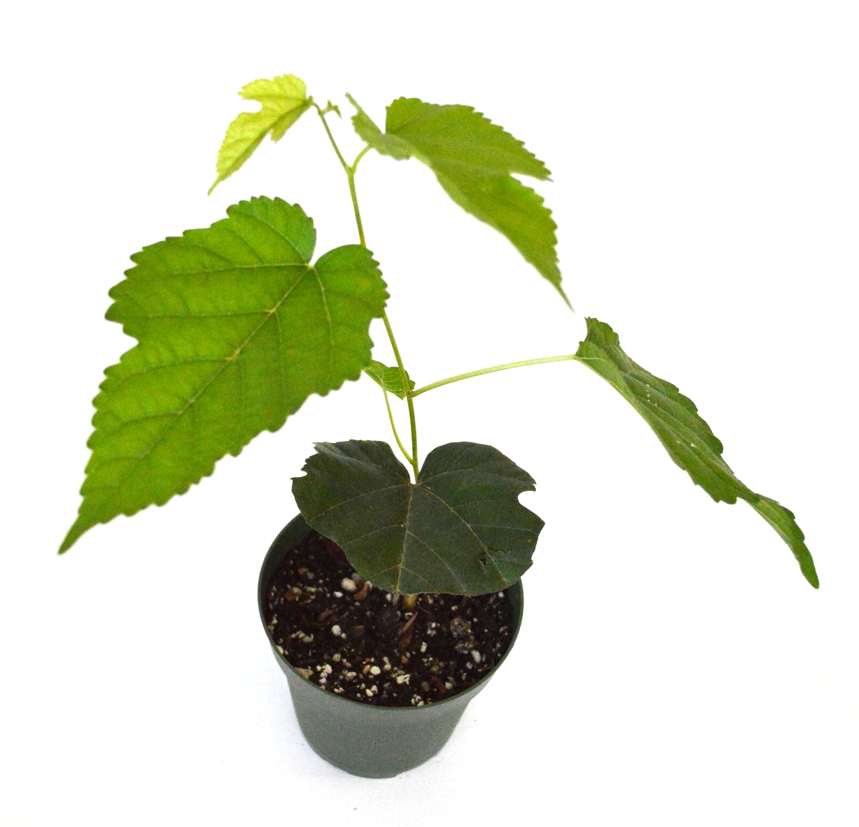 9GreenBox - Dwarf Black Mulberry 4'' Pot