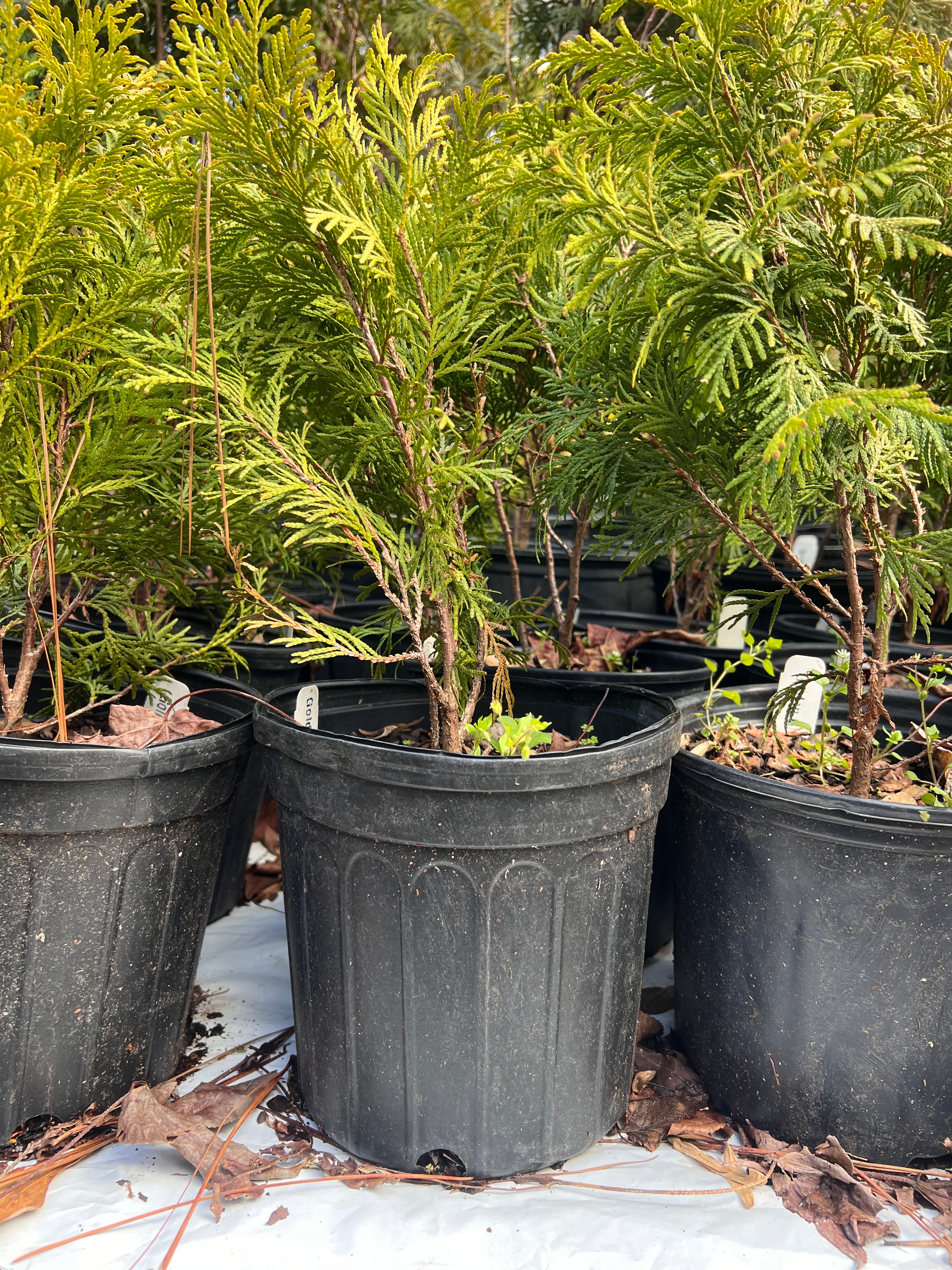 Golden Globe Arborvitae