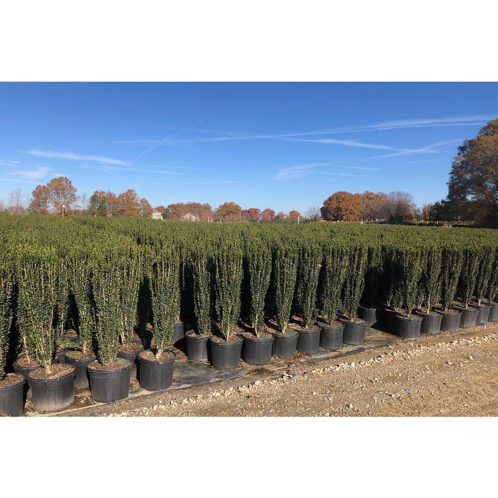 7 Gal. Holly Sky Pencil Shrub with Dark Green Foliage 15865