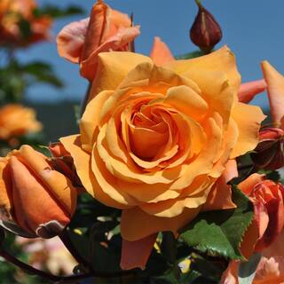 MY CLIMBING 3 Gal. Tangerine Skies Climing Rose with Dark Coral-Orange Flowers 17572