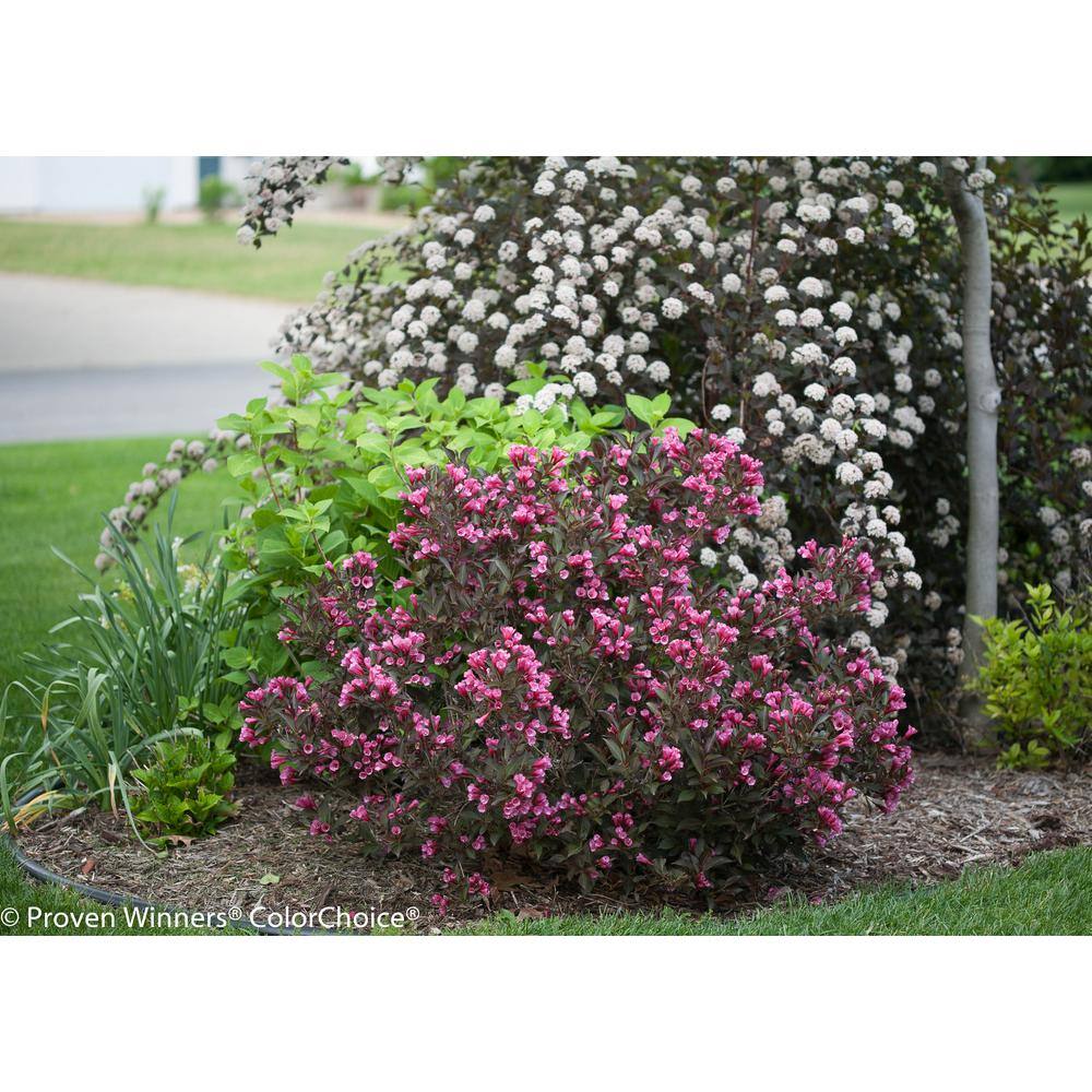 PROVEN WINNERS 4.5 in. Qt. Wine and Roses Reblooming Weigela (Florida) Live Shrub Pink Flowers and Dark Purple Foliage WEIPRC1017800