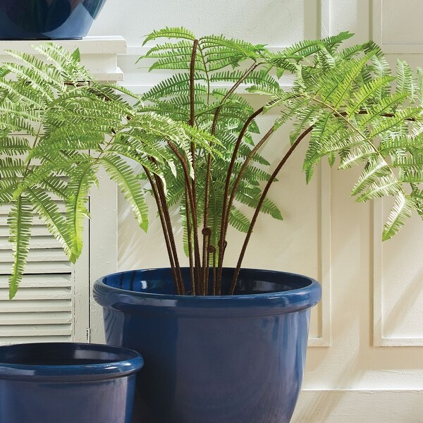 Forest Fern DropIn 60