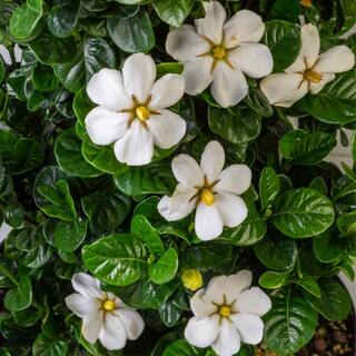 SOUTHERN LIVING 2 Gal. Diamond Spire Gardenia Shrub with Fragrant White Blooms 17116