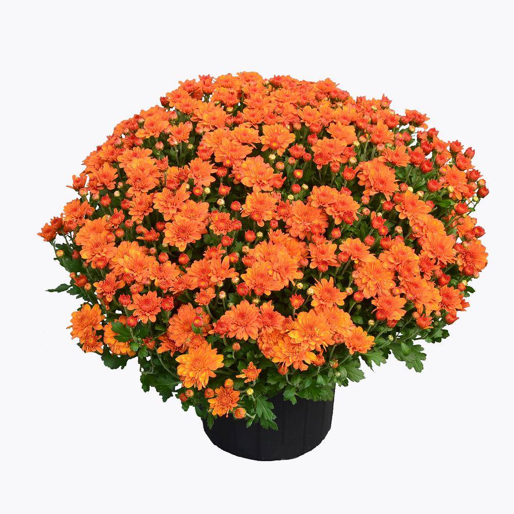 ENCORE AZALEA 3 Qt. Chrysanthemum (Mum) Plant with Orange Flowers 6103