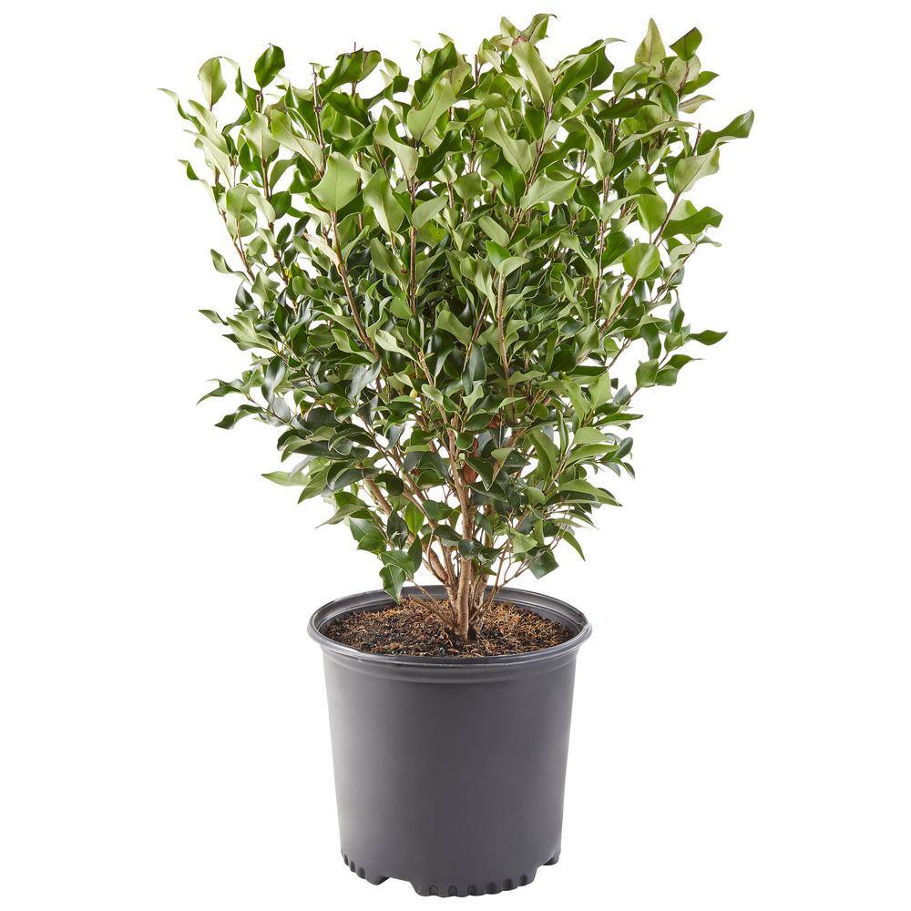 2.25 Gal. Ligustrum Recurvifolium Privet Shrub 14357