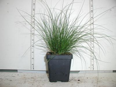 Classy Groundcovers - Carex appalachica   {25 Pots - 3 1/2 inch Square}