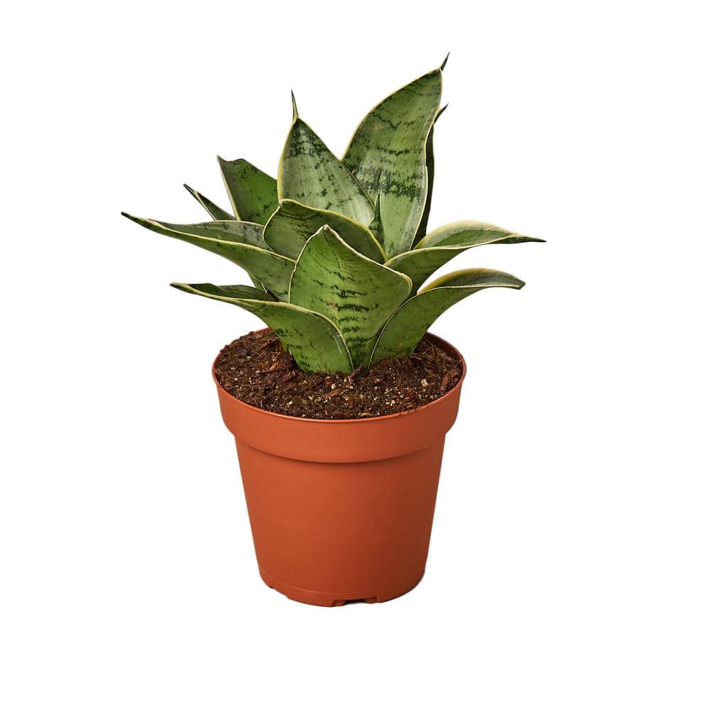 Snake Plant Starlight (Sansevieria trifasciata) Plant in 4 in. Grower Pot 4_SNAKE_MISTY.STAR