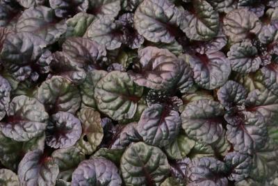 Classy Groundcovers - Bugleweed 'Black Scallop' Creeping Carpet Bugle 'Black Scallop'， Sicklewort 'Black Scallop'， Carpenter's Herb 'Black Scallop' {25 Pots - 3 1/2 inch Square}