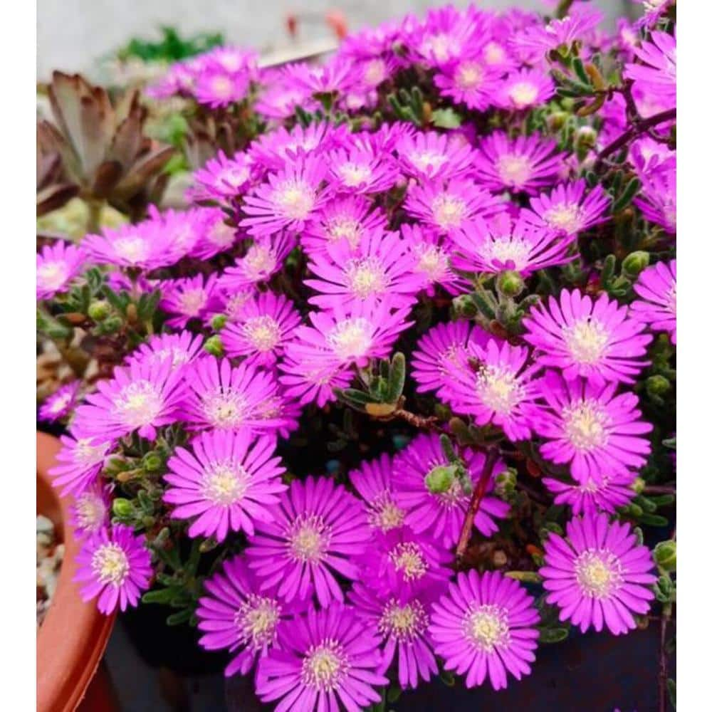 Pink Ice Plant (1-Pack) Succulents-1