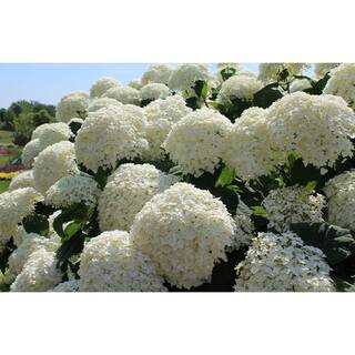 PROVEN WINNERS 1 Gal. Incrediball Smooth Hydrangea (Arborescens) Live Shrub Green to White Flowers HYDPRC1056101