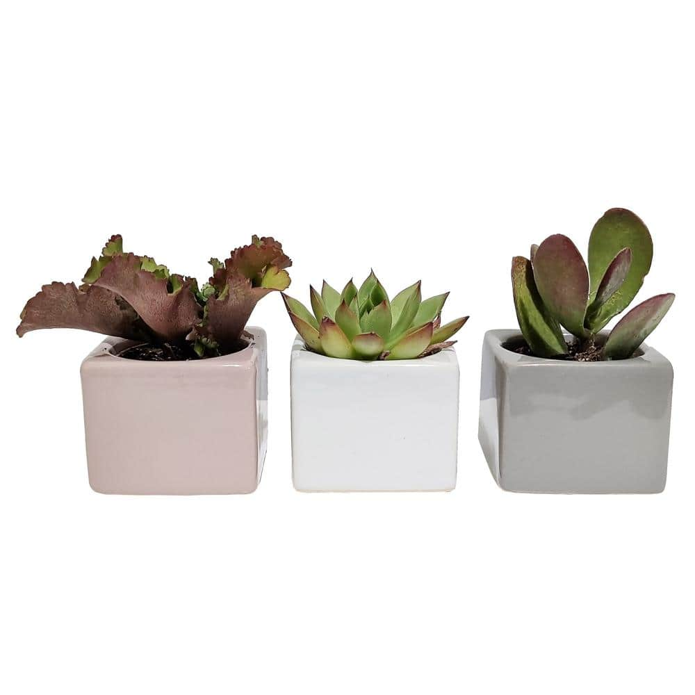 Costa Farms Mini Indoor Succulent Plants in 2 in. Mini Cube Ceramic Pots， Avg. Shipping Height 2 in. Tall (3-Pack) CO.2SUC.13.CUBE