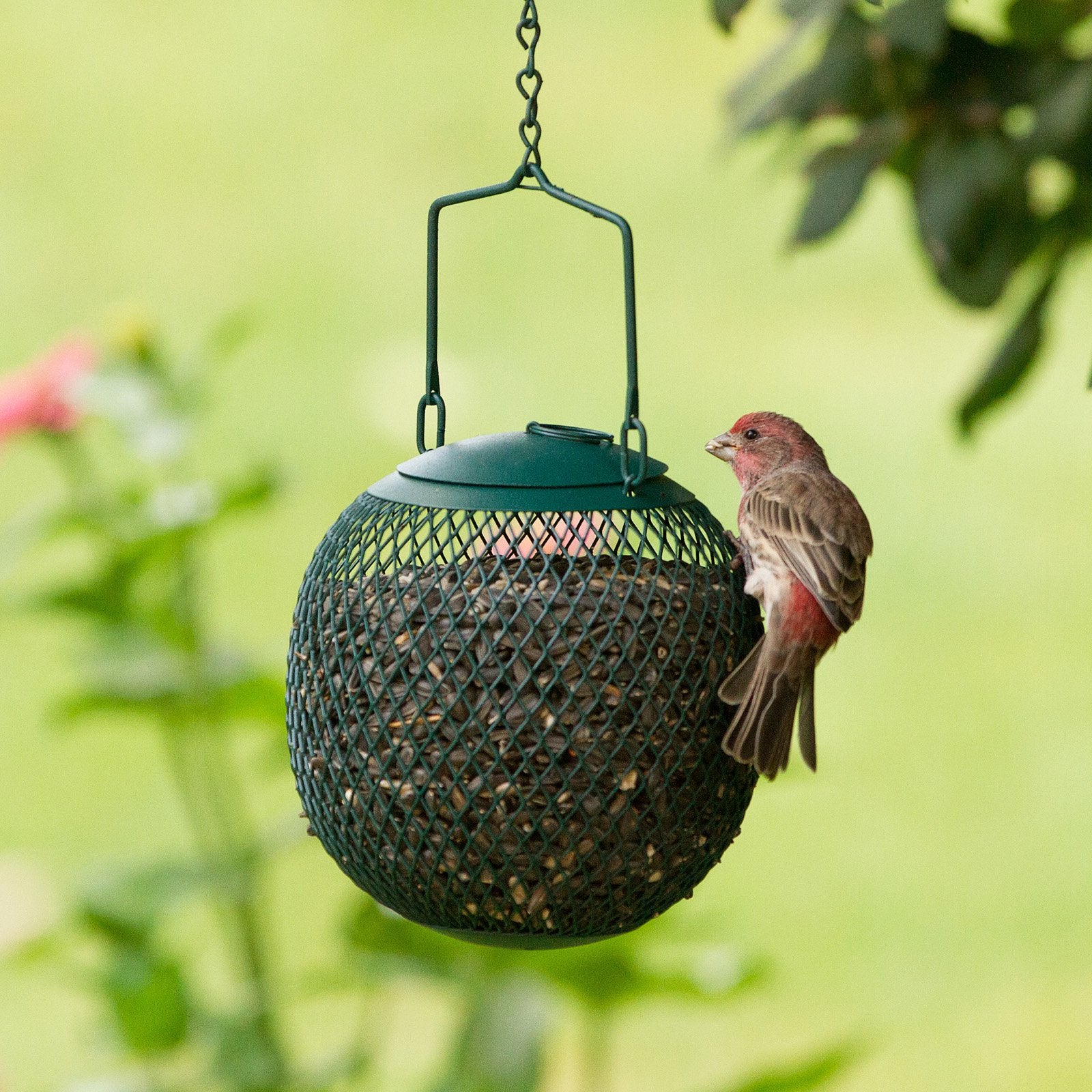 Perky-Pet Green Seed Ball Wild Bird Feeder