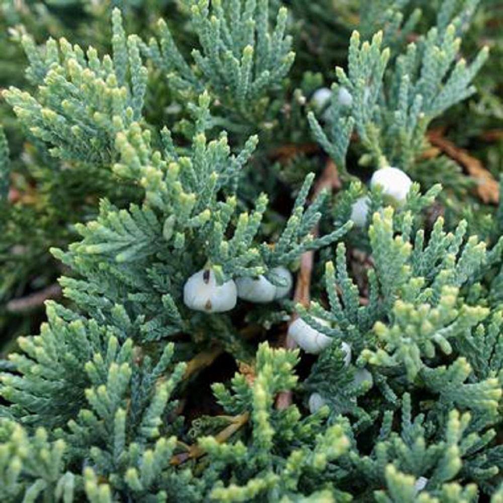 BELL NURSERY 1 Gal. Blue Rug Creeping Juniper Live Evergreen Shrub JUNIP1HWI1PK