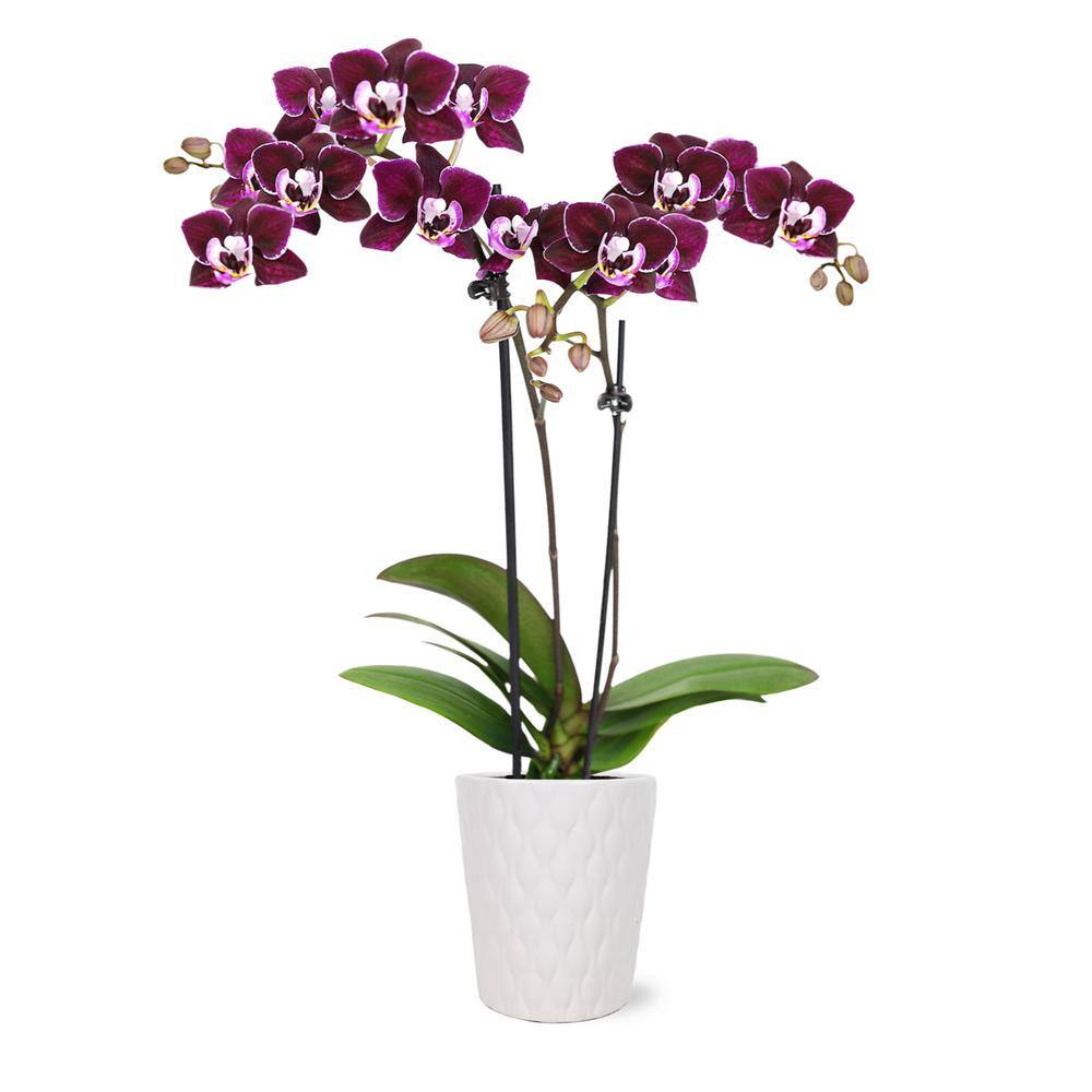 Just Add Ice Orchid (Phalaenopsis) Mini Dark Purple Plant ar 2-12 in. White Ceramic Pottery J5002